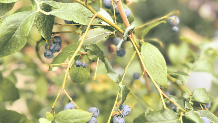 Today, I picked blueberries in the rain
